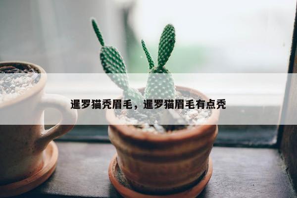 暹罗猫秃眉毛，暹罗猫眉毛有点秃