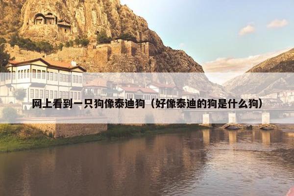 网上看到一只狗像泰迪狗（好像泰迪的狗是什么狗）