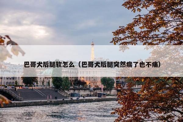 巴哥犬后腿软怎么（巴哥犬后腿突然瘸了也不痛）