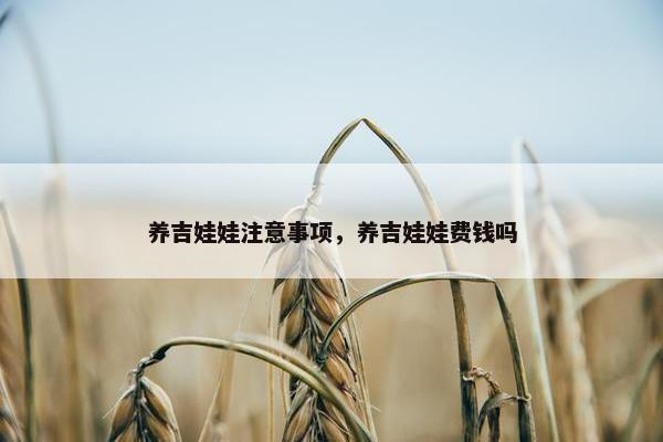 养吉娃娃注意事项，养吉娃娃费钱吗