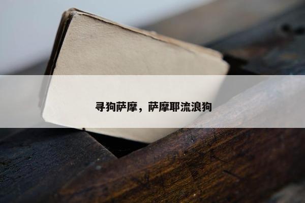 寻狗萨摩，萨摩耶流浪狗