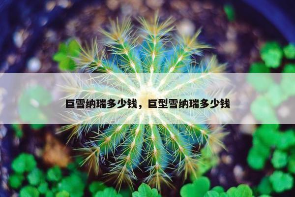 巨雪纳瑞多少钱，巨型雪纳瑞多少钱