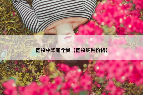 德牧中华哪个贵（德牧纯种价格）