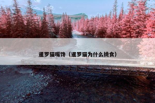 暹罗猫嘴馋（暹罗猫为什么挑食）
