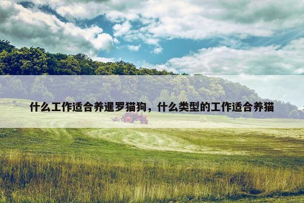 什么工作适合养暹罗猫狗，什么类型的工作适合养猫