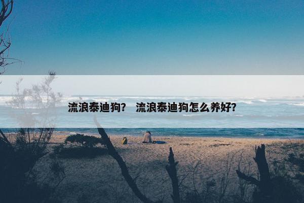 流浪泰迪狗？ 流浪泰迪狗怎么养好？