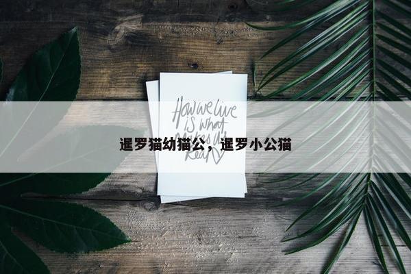 暹罗猫幼猫公，暹罗小公猫