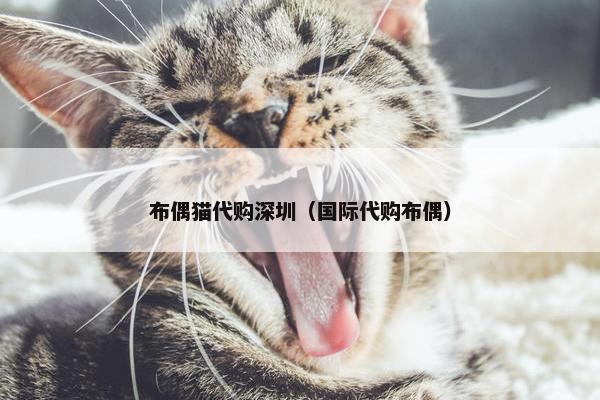 布偶猫代购深圳（国际代购布偶）