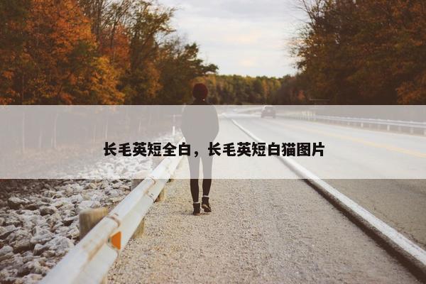 长毛英短全白，长毛英短白猫图片