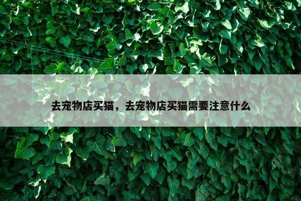 去宠物店买猫，去宠物店买猫需要注意什么