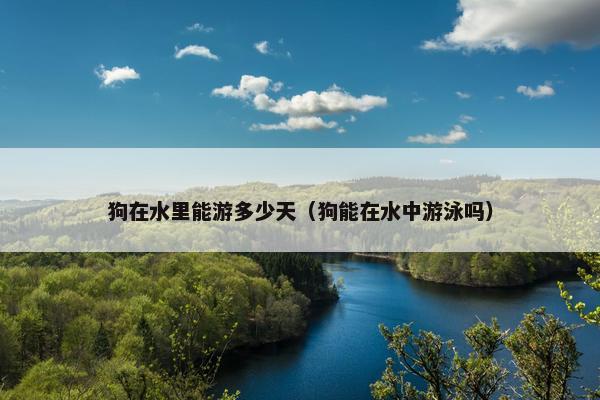 狗在水里能游多少天（狗能在水中游泳吗）