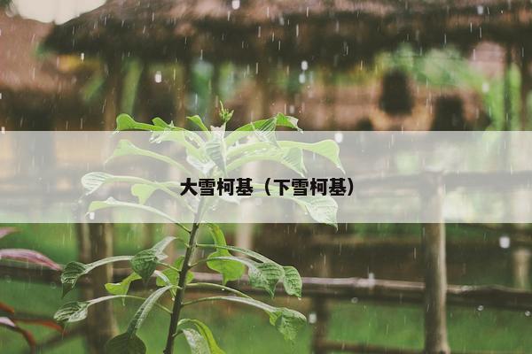 大雪柯基（下雪柯基）