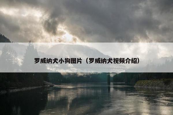 罗威纳犬小狗图片（罗威纳犬视频介绍）