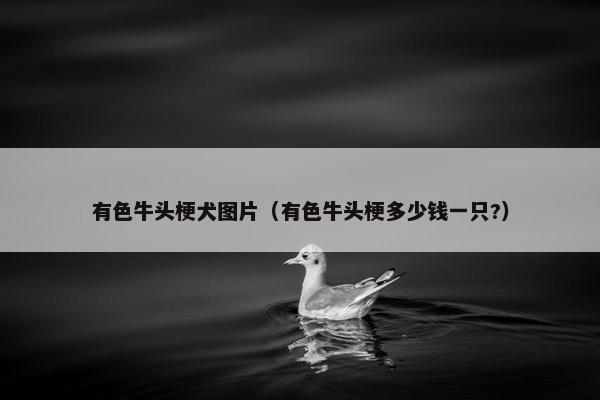 有色牛头梗犬图片（有色牛头梗多少钱一只?）