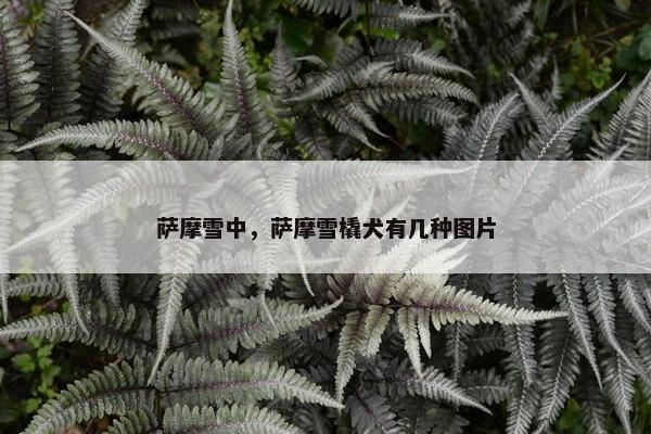 萨摩雪中，萨摩雪橇犬有几种图片