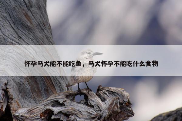 怀孕马犬能不能吃鱼，马犬怀孕不能吃什么食物