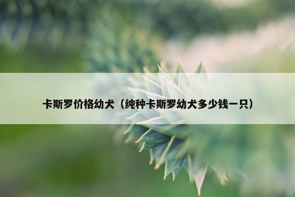 卡斯罗价格幼犬（纯种卡斯罗幼犬多少钱一只）