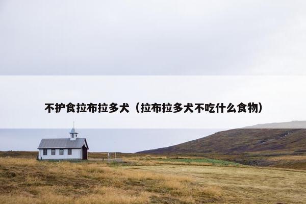 不护食拉布拉多犬（拉布拉多犬不吃什么食物）