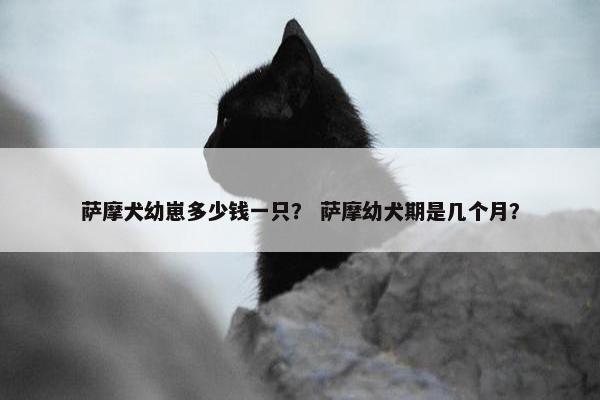 萨摩犬幼崽多少钱一只？ 萨摩幼犬期是几个月？