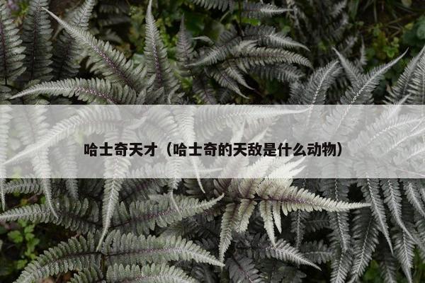 哈士奇天才（哈士奇的天敌是什么动物）