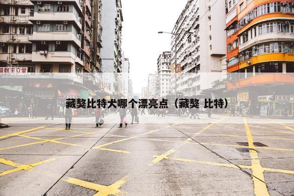 藏獒比特犬哪个漂亮点（藏獒 比特）