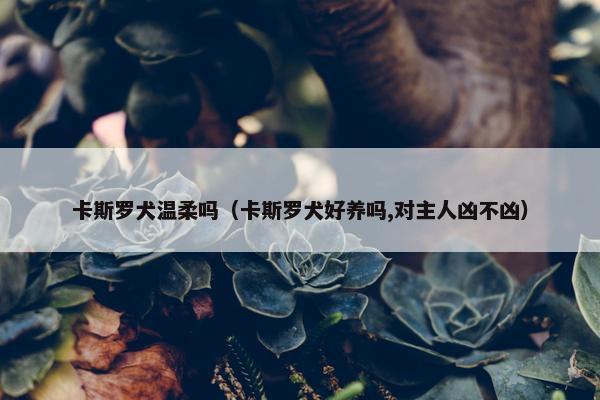 卡斯罗犬温柔吗（卡斯罗犬好养吗,对主人凶不凶）