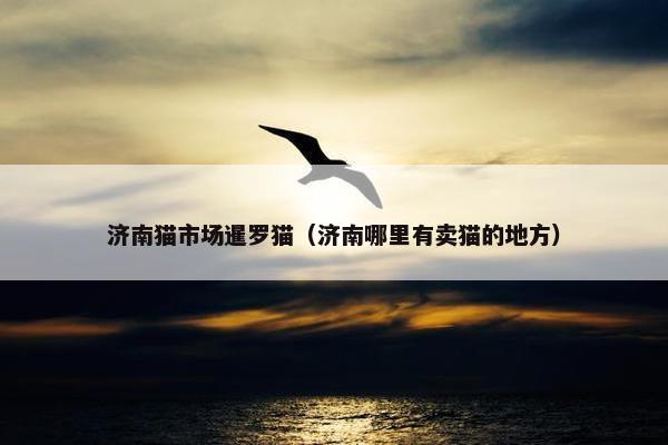 济南猫市场暹罗猫（济南哪里有卖猫的地方）