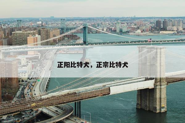 正阳比特犬，正宗比特犬