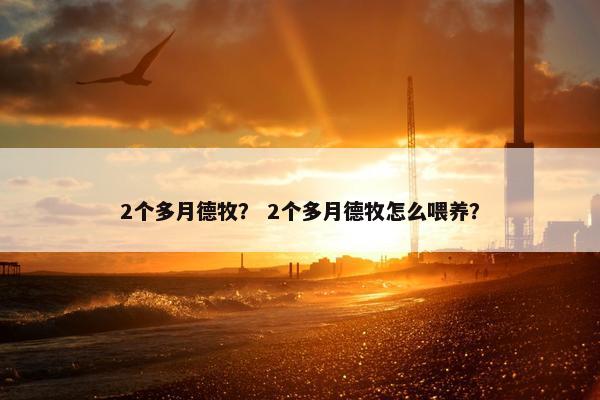 2个多月德牧？ 2个多月德牧怎么喂养？