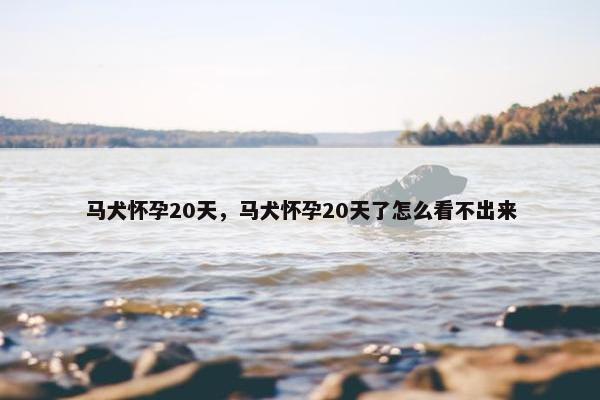 马犬怀孕20天，马犬怀孕20天了怎么看不出来