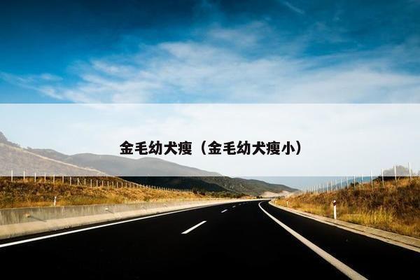 金毛幼犬瘦（金毛幼犬瘦小）