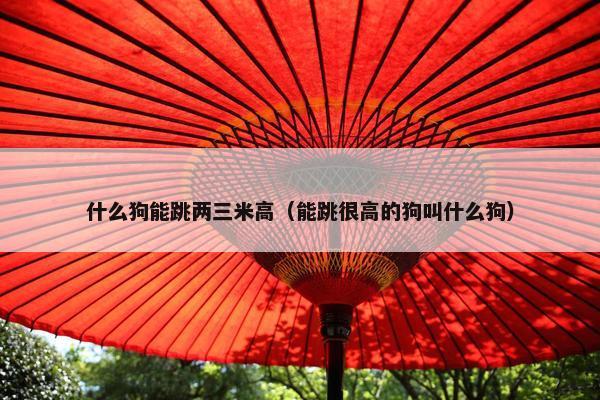 什么狗能跳两三米高（能跳很高的狗叫什么狗）