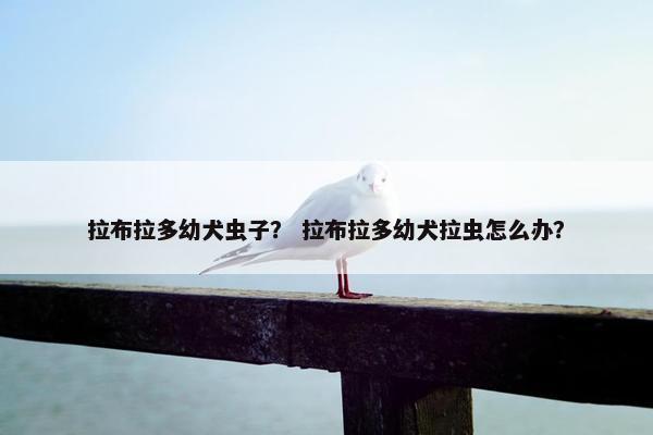 拉布拉多幼犬虫子？ 拉布拉多幼犬拉虫怎么办？