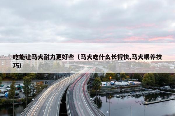 吃能让马犬耐力更好些（马犬吃什么长得快,马犬喂养技巧）