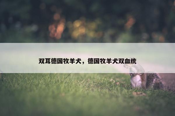 双耳德国牧羊犬，德国牧羊犬双血统