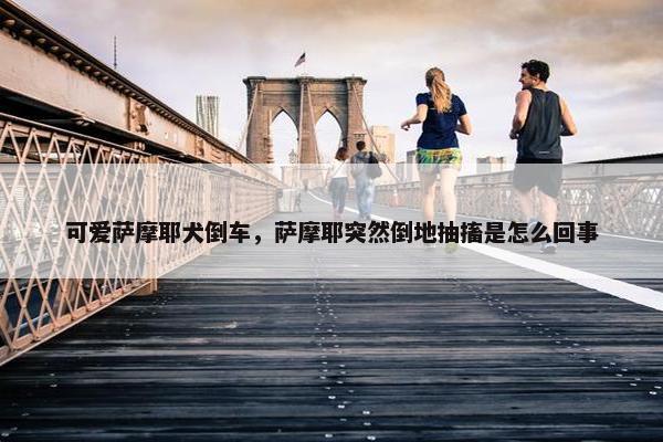 可爱萨摩耶犬倒车，萨摩耶突然倒地抽搐是怎么回事