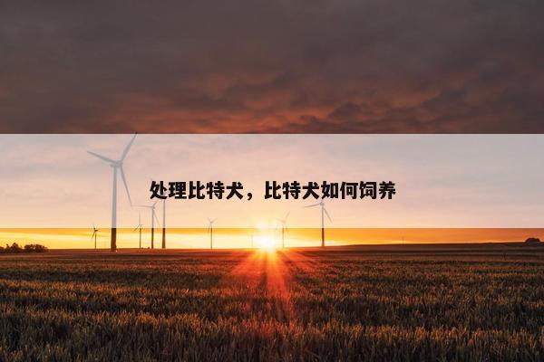 处理比特犬，比特犬如何饲养