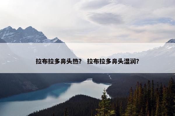 拉布拉多鼻头热？ 拉布拉多鼻头湿润？