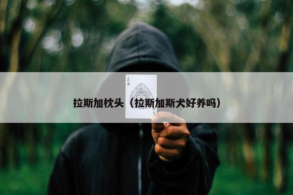 拉斯加枕头（拉斯加斯犬好养吗）