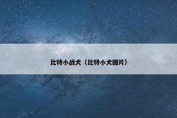 比特小战犬（比特小犬图片）