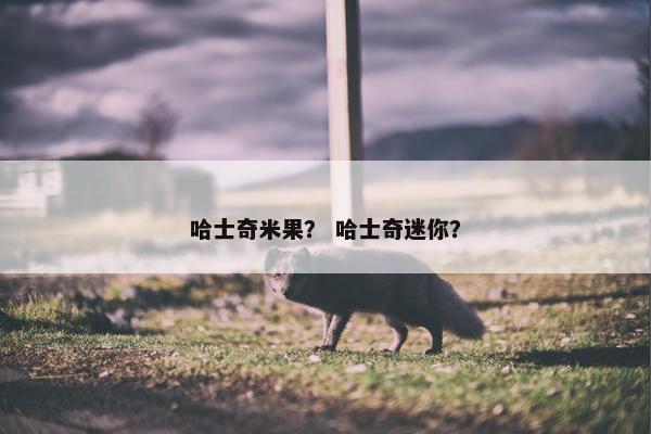 哈士奇米果？ 哈士奇迷你？