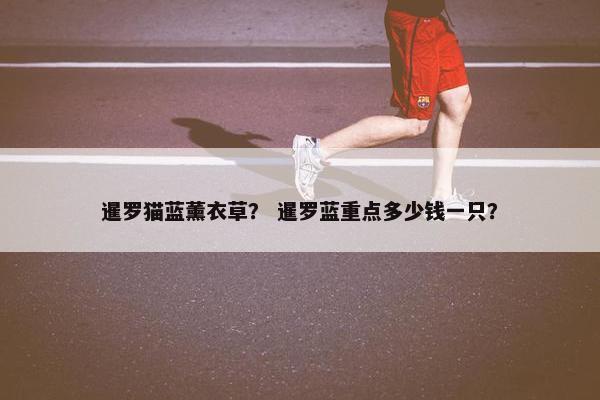 暹罗猫蓝薰衣草？ 暹罗蓝重点多少钱一只？