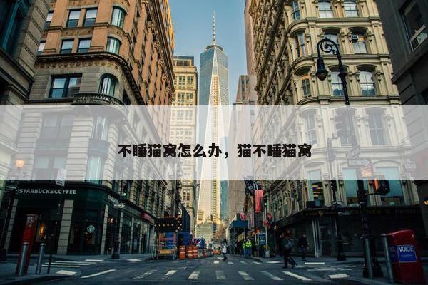 不睡猫窝怎么办，猫不睡猫窝