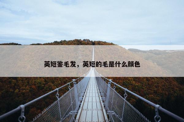 英短鉴毛发，英短的毛是什么颜色
