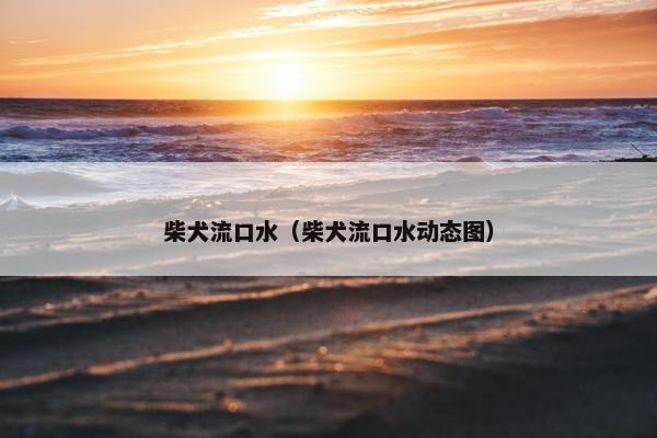 柴犬流口水（柴犬流口水动态图）