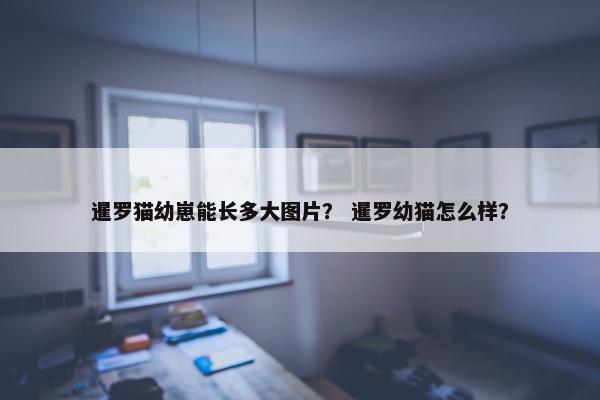 暹罗猫幼崽能长多大图片？ 暹罗幼猫怎么样？