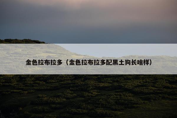 金色拉布拉多（金色拉布拉多配黑土狗长啥样）
