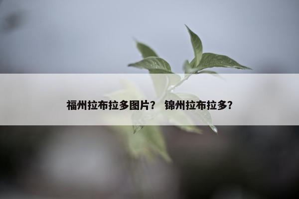 福州拉布拉多图片？ 锦州拉布拉多？