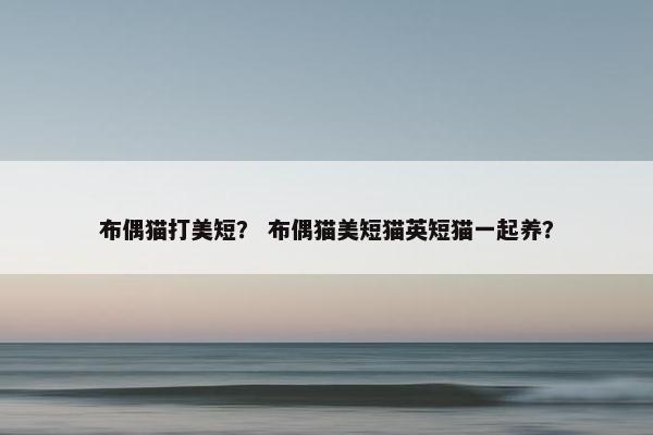 布偶猫打美短？ 布偶猫美短猫英短猫一起养？