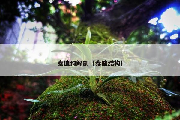 泰迪狗解剖（泰迪结构）